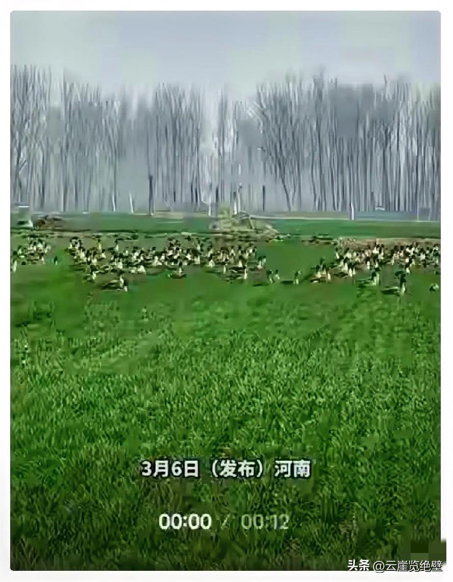 万万没有想到，河南，一男子经过一处麦地时，无意间看到一群大雁停在麦地里，男子也是