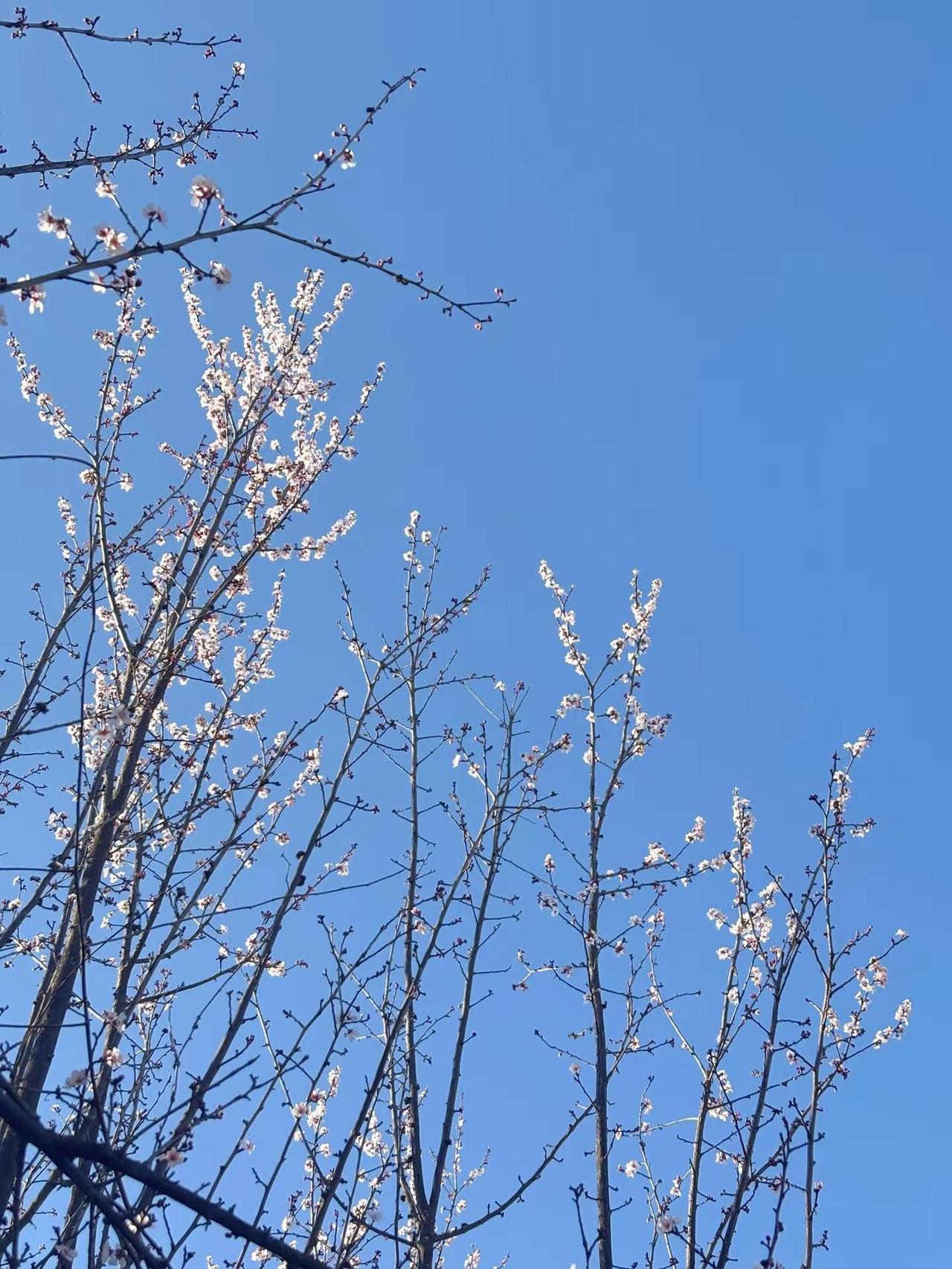 花会盛开，在春日。