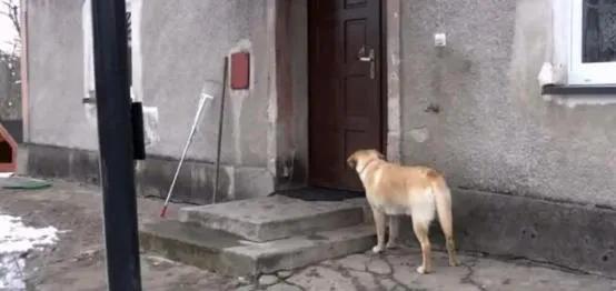 主人故意锁狗在门外，它不挠门不叫，按门铃看傻了？
今天刷到个视频笑到拍大腿！
狗