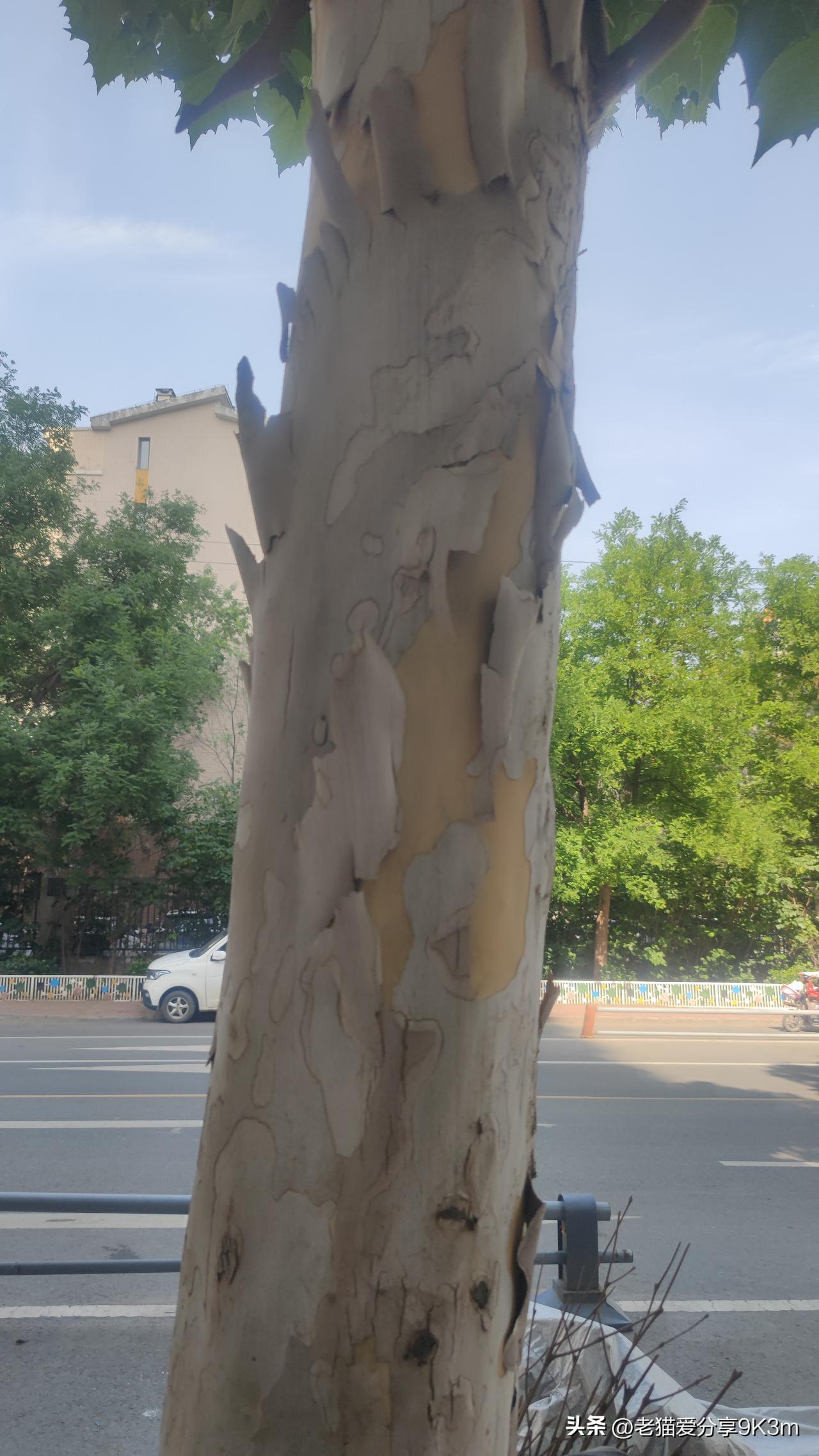 这两天这棵大树不断的掉皮，这是他在生长变粗吗？
