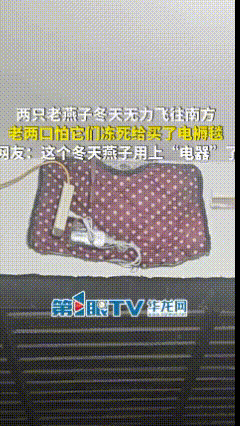 太感动了！河北，两只老燕子冬天无力飞往南方，老两口担心它们会冻死，给买电褥毯和面