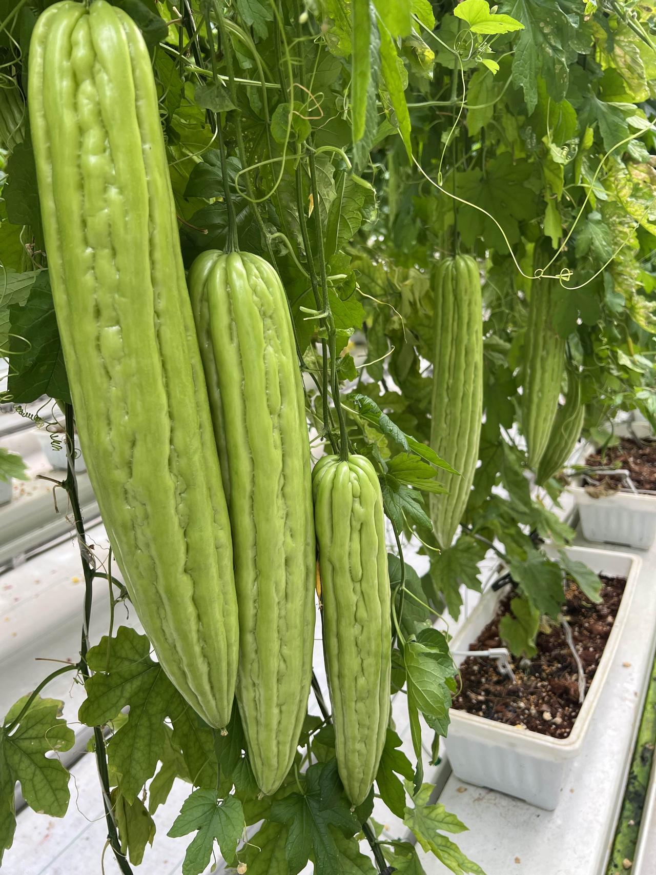 什么样的苦瓜才是标准瓜，或者是好瓜呢
对于一个小白来说，逛了很多苦瓜园，感觉都一