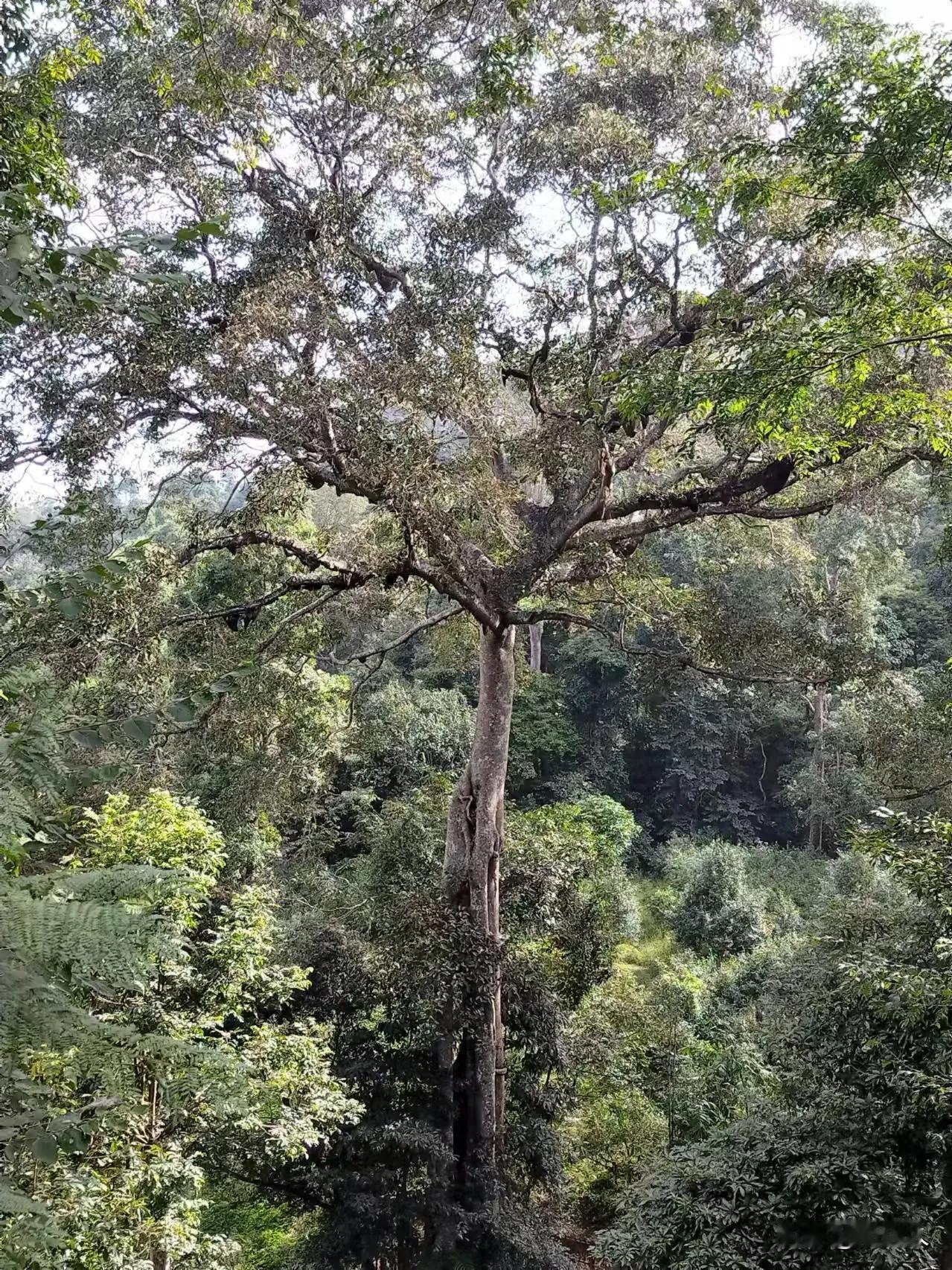 云南茶山一一景迈山古树