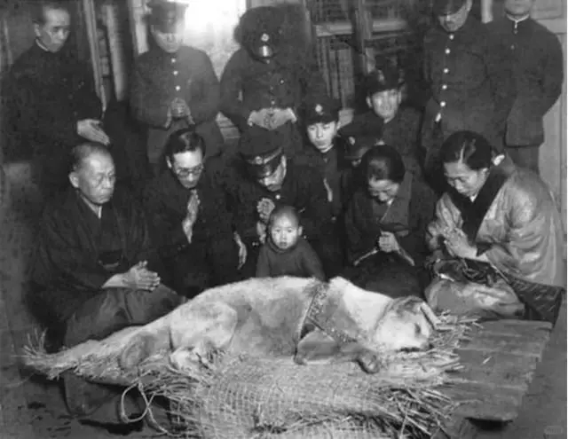 1935 年 忠犬八公的最后一张照片，即使在主人去世后，它仍在涩谷站外...
