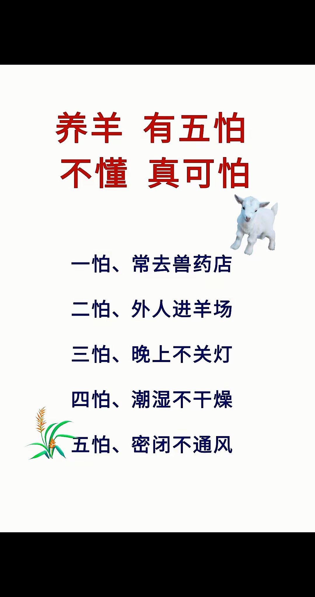 养羊人 农村养羊