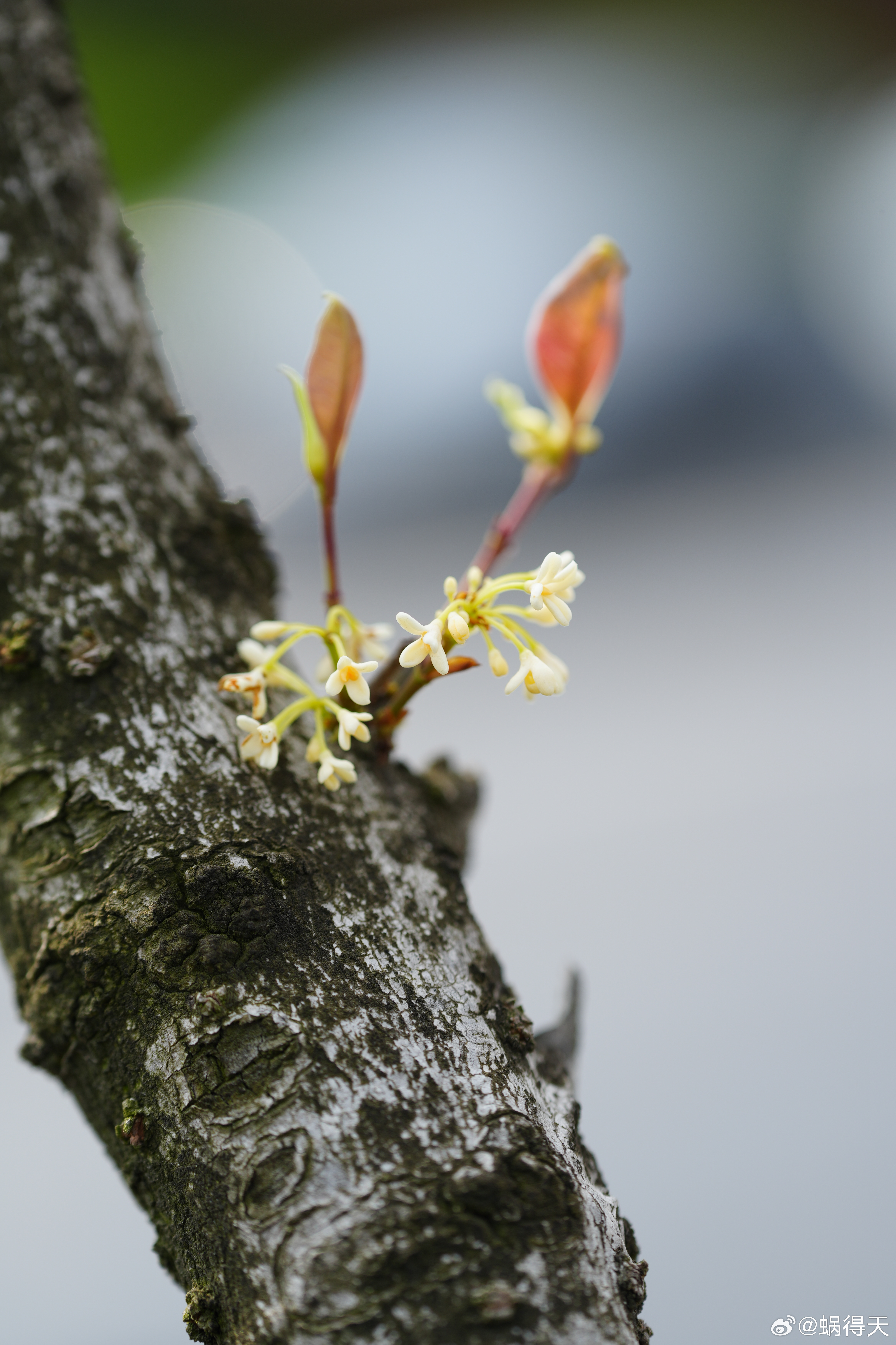 四季桂？想开就开蜗的摄影日记