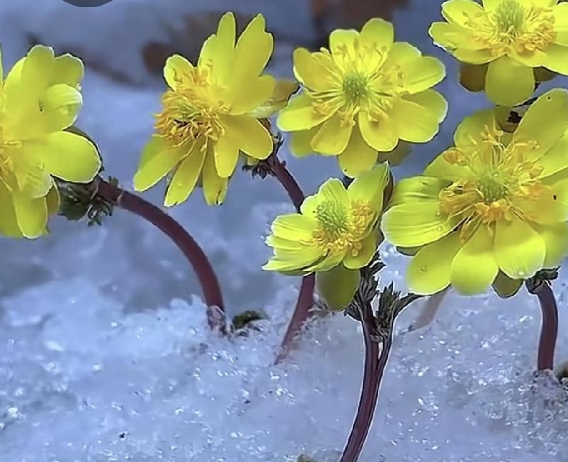 大冷天还开得这么起劲，
真是几家欢喜几家愁啊。