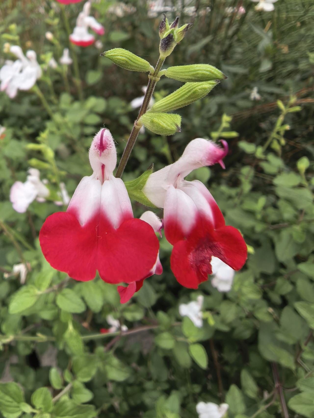 分享一张最近随手拍的照片在佛山千灯湖步行街漫步，看到的这个花太好看了。