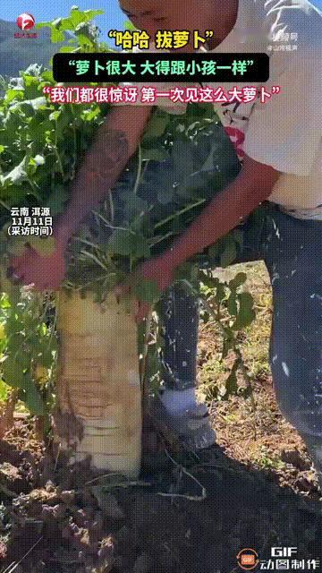 云南大理洱源一名男子在田里种了一些白萝卜，到了收成的时候去田里一看，发现这些白萝
