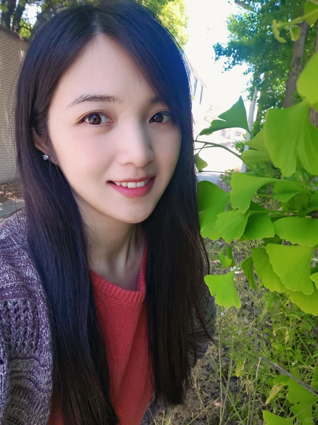 银杏叶已经长满树枝