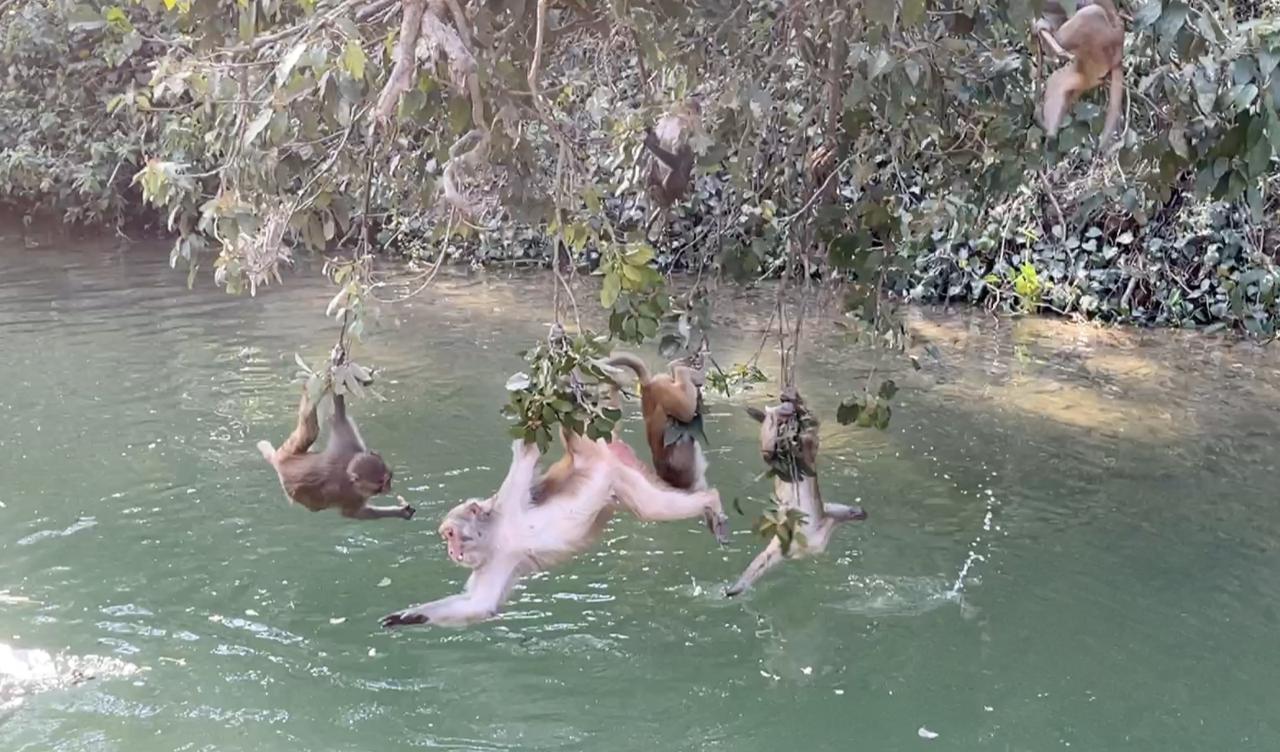 广西水猴子船上打劫游客，复刻猴子捞月奇观

这群广西龙虎山的水猴子，是出了名的水