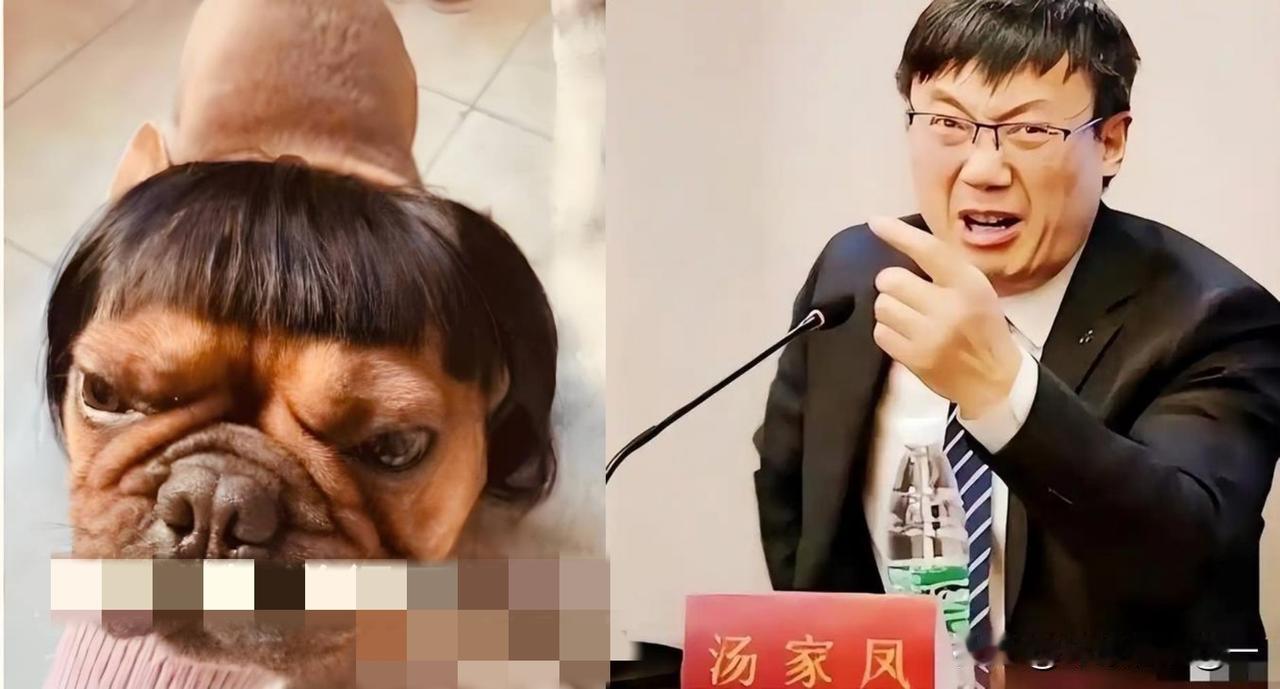 汤家凤最新发声硬刚胡锡进：我是老百姓，我站老百姓[赞]
 
就在刚刚，汤家凤又发