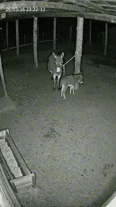 监控下的一幕：狐狸🦊趁着夜色想抓驴崽子，被驴妈妈叼住，论起来反杀！无论是谁，母