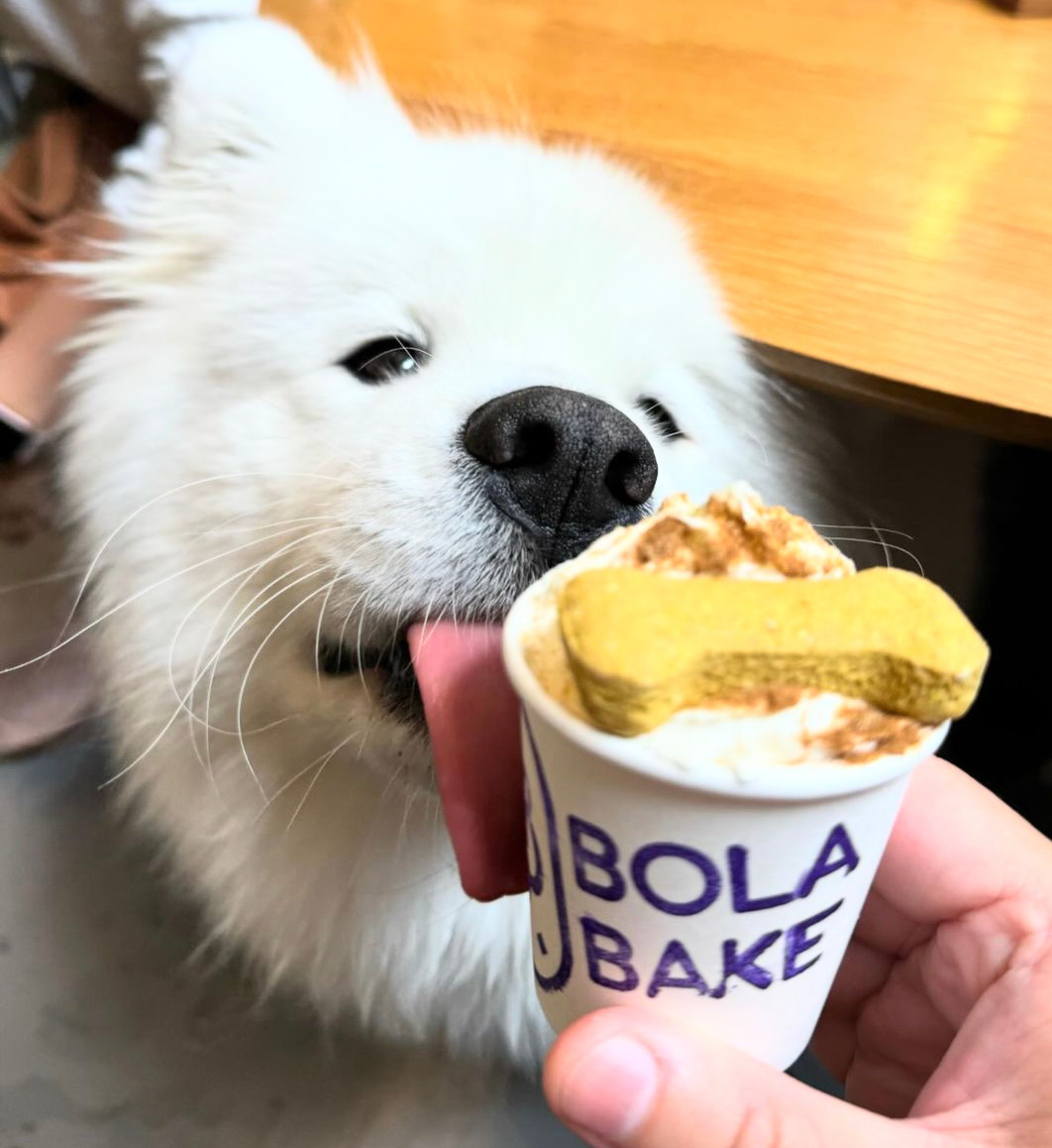 萨摩耶：这个有毒，我帮你吃耶 