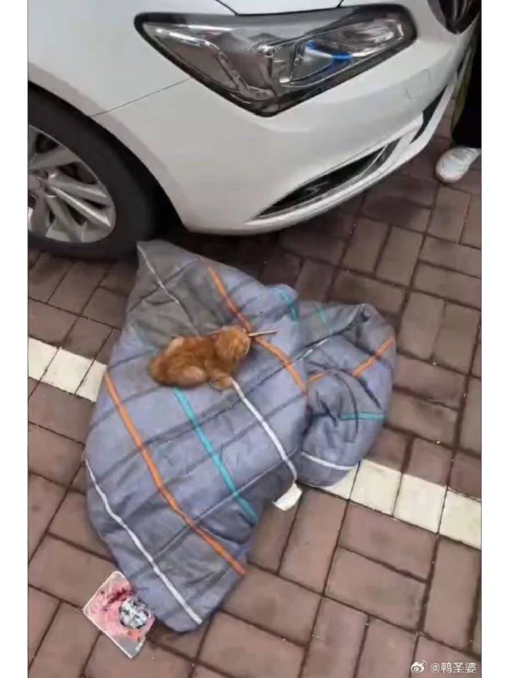 天津被扎伤的小猫，在医院，但是，听说，小猫的情况不太好。不是筷子，而且...