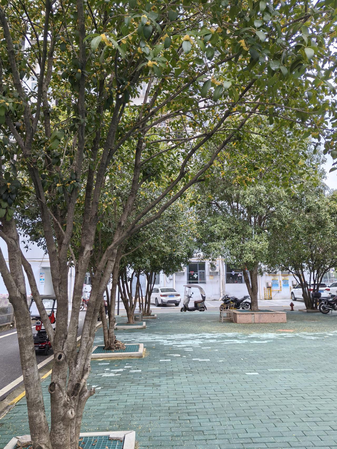 我在头条晒家乡 我家乡在成都，今年的桂花香格外让人惊喜，居然开了两次，准确说是三