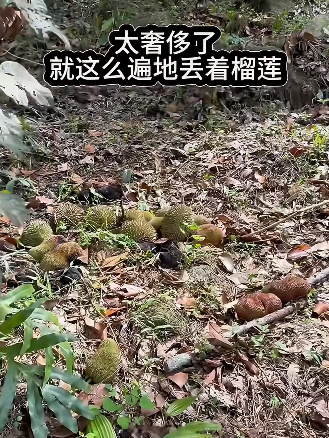 终于懂韩国人看我们吃西瓜的感觉了一看词条就能想到是说榴莲了，国内要有，估计真的山
