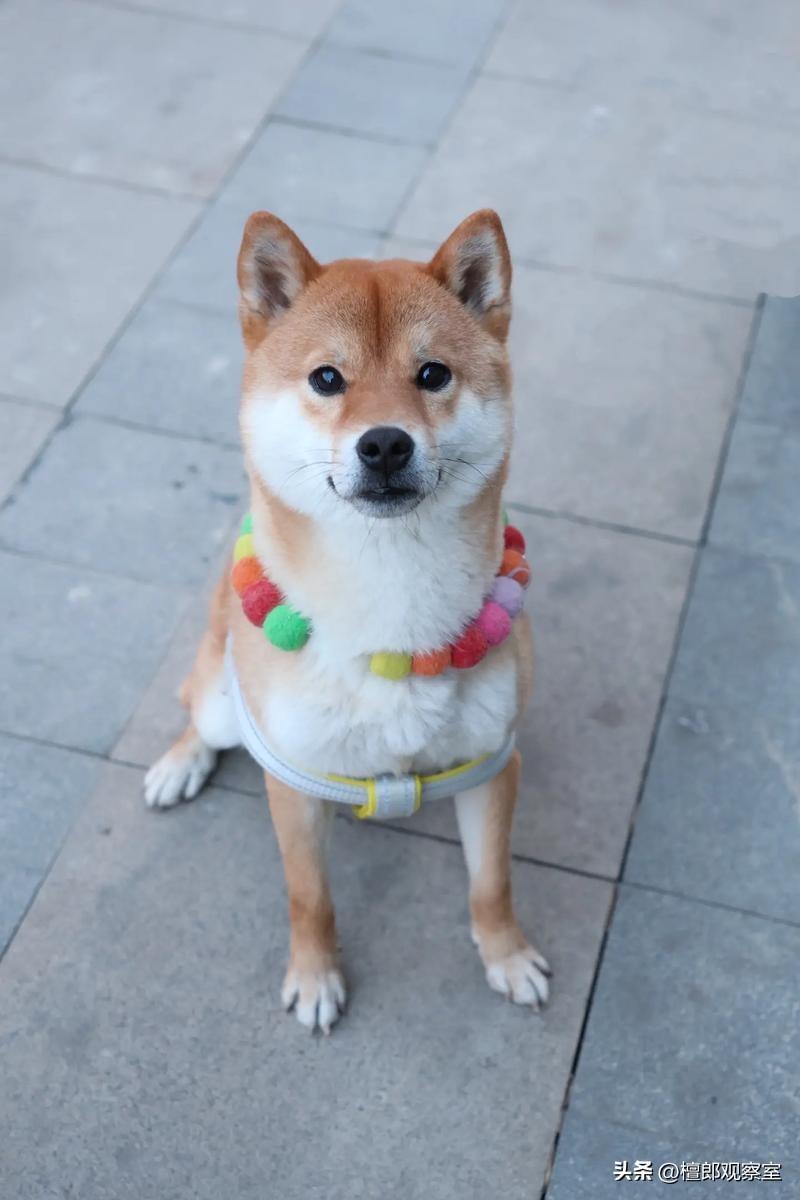 我儿子说要养狗，我问他能不能不养，把爸妈当狗对待就行，我们绝对会很听话，只要他给