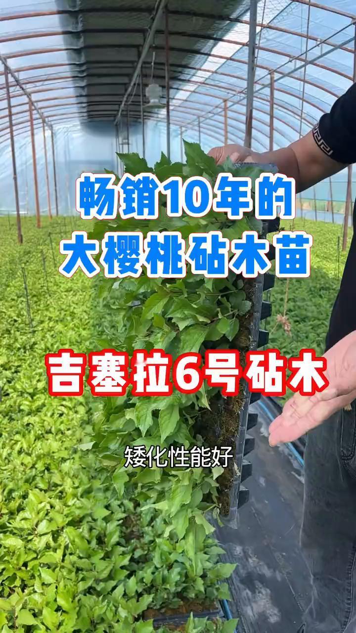 畅销10年的大樱桃砧木苗：吉塞拉6号砧木。
上市十多年依然领先市场的大樱桃砧木苗