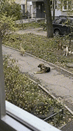 我家的大橘猫打遍小区无敌手，小区的猫猫狗狗被它揍了一个遍，经常有业主抱着被它揍的