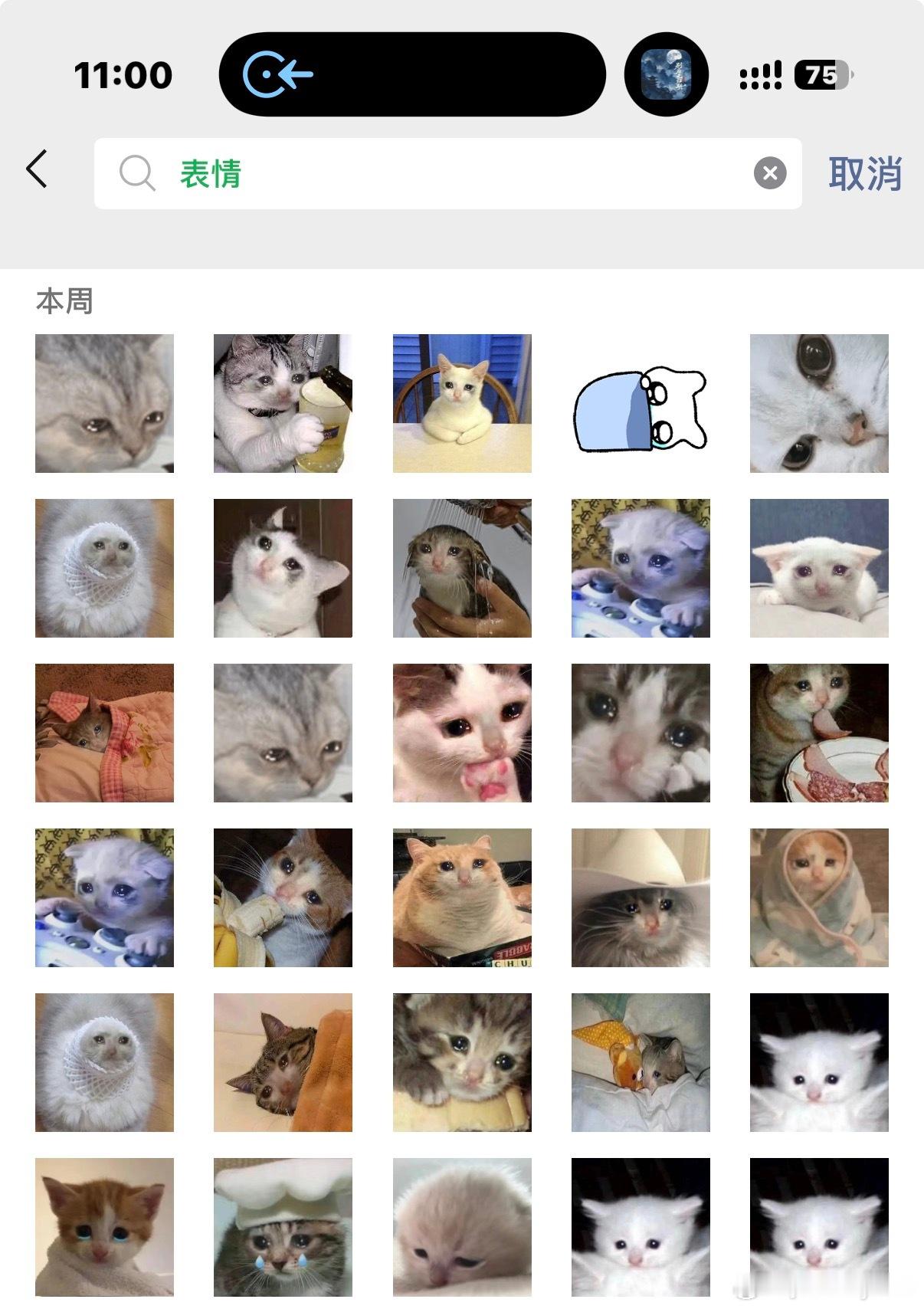 全世界的猫都让hhw欺负了 
