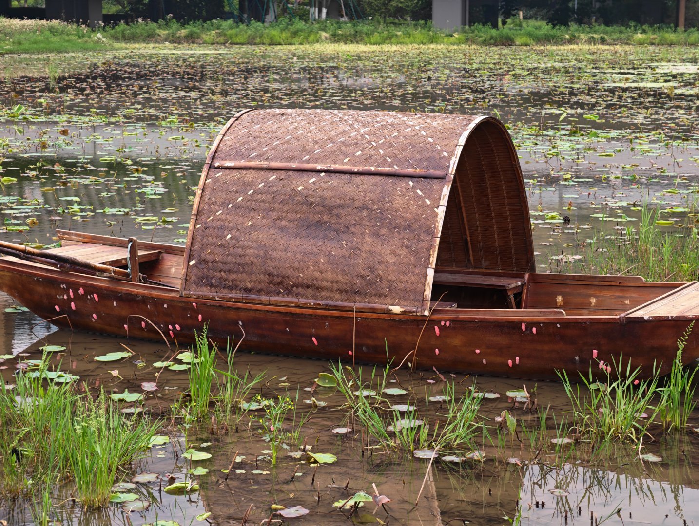 在水边，看到一艘小木船停在那儿，周围水面上漂满了粉红色的福寿螺卵，密密麻麻的，看