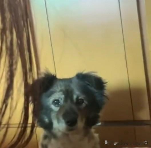 我是一只快要离开主人的小狗，身体越来越难受，我知道自己快要去汪星了。
 
我用尽