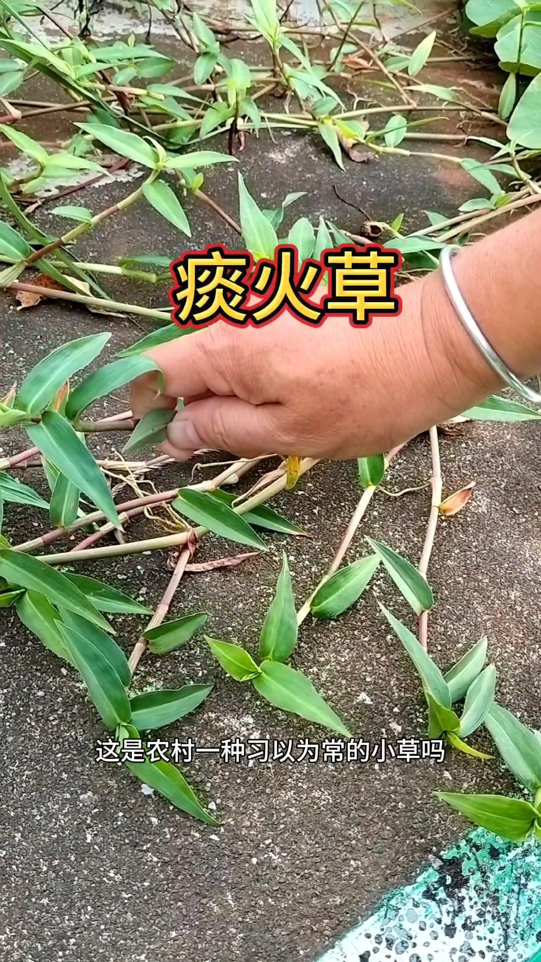 农村不起眼的"痰火草"，价值竟赛过铁皮石斛？
小时候总在田埂边看到这种草，踩过无