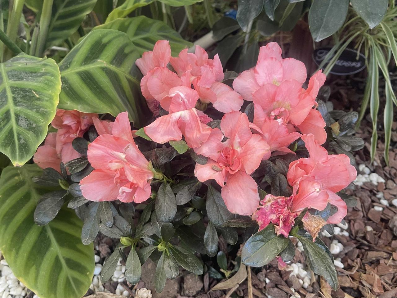 冬日里的兰花花！！“兰韵沃土 美润心田”——北京农业职业学院第三届兰花展，本月1