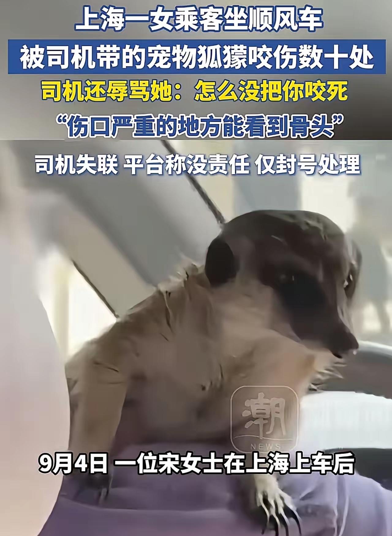 上海，女子打网约车，女司机肩膀上蹲着一只野生动物狐獴，没想到狐獴竟跳就到后排座位