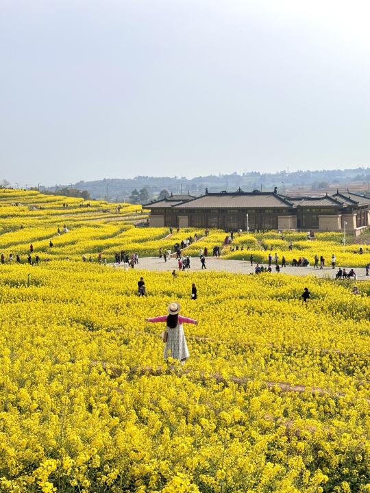 这是接下来几个月的成都，真的真的好浪漫💐