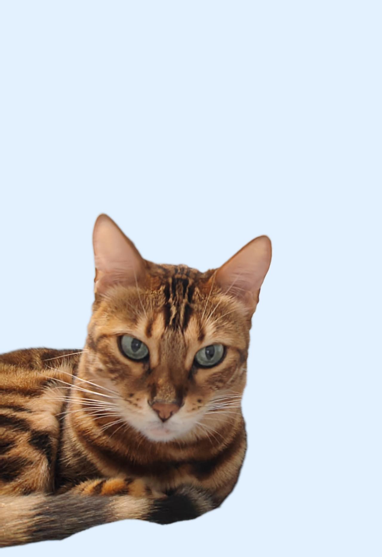 我家小虎子。偷偷的跑出去找朋友了
虎子，是我家养的宠物猫。孟加拉豹猫。胆子大，调