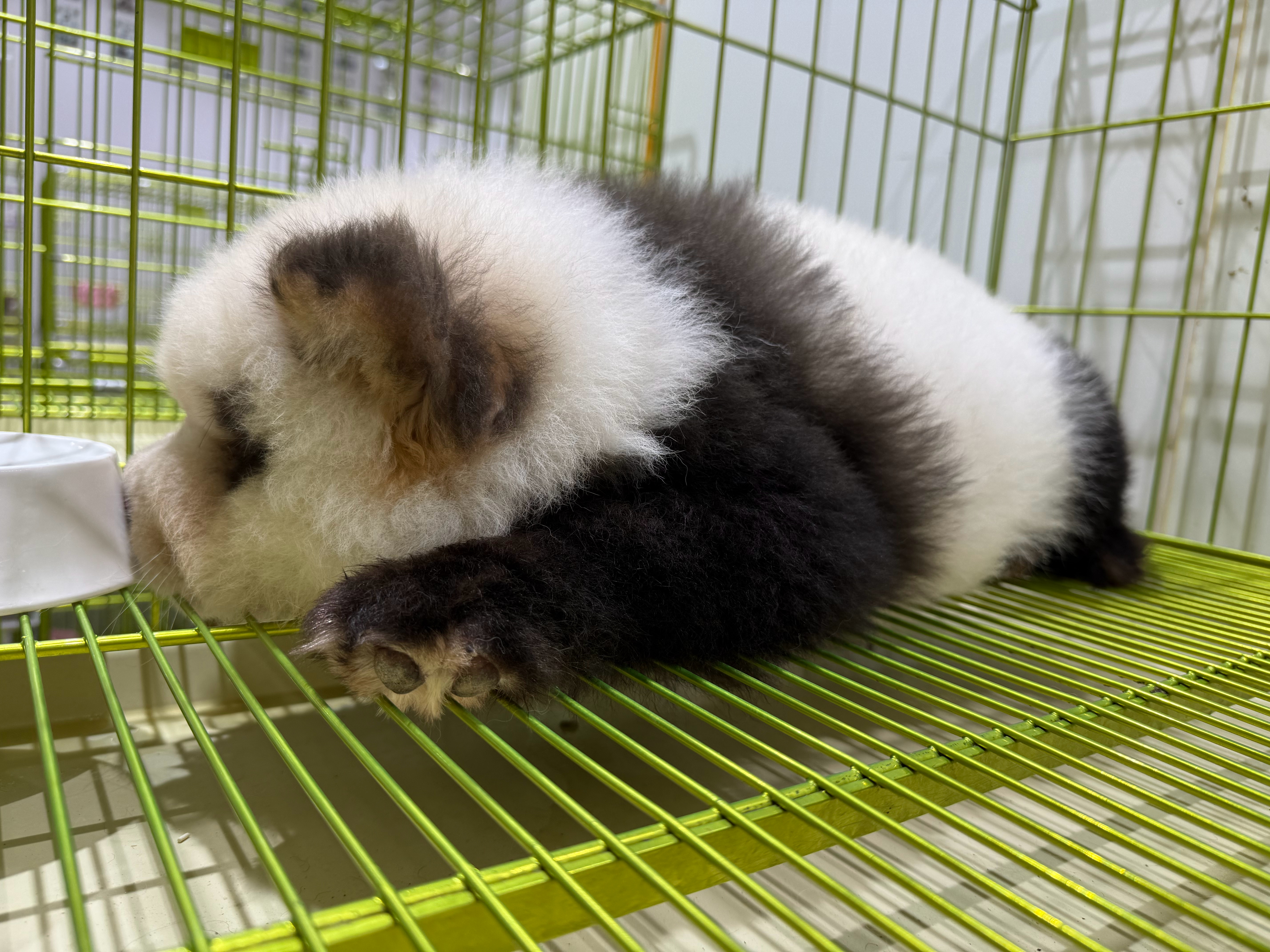 第一眼以为是熊猫的应该不只有我一个人吧？[哆啦A梦害怕][哆啦A梦害怕][哆啦A