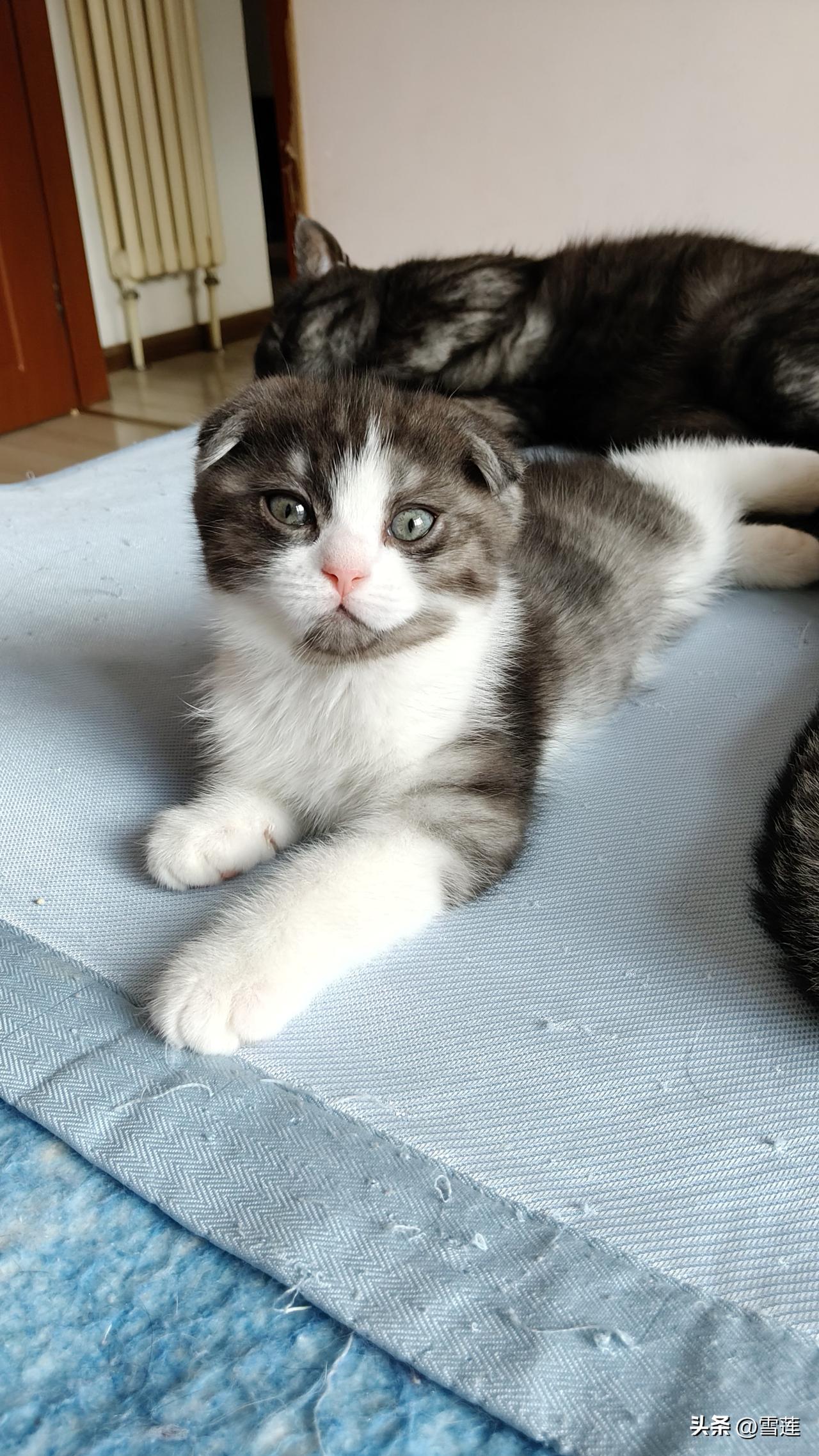 我收养的一只折耳猫，很多人不建议我养这个品种的猫，因为它有基因缺陷病，如果发病很