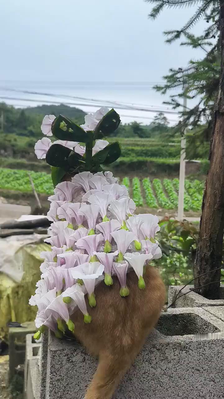好漂亮。
