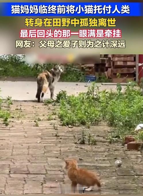 破防揪心！猫妈妈耗尽最后一口气托付幼崽，回头一望成永别，看完忍不住落泪
 
河北