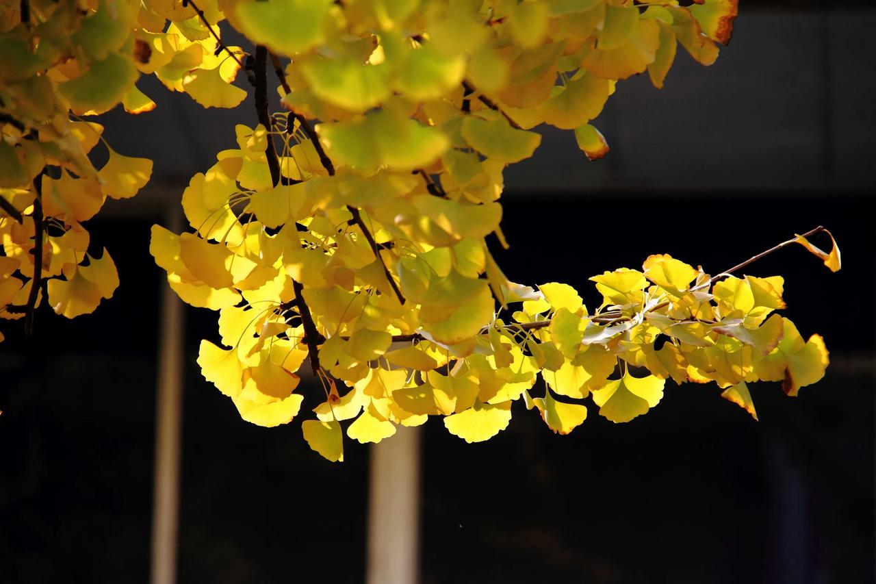 冬日的蓉城，蓝天映衬着金叶，这难得一见的风景实在迷人。美拍！[赞][赞][赞]