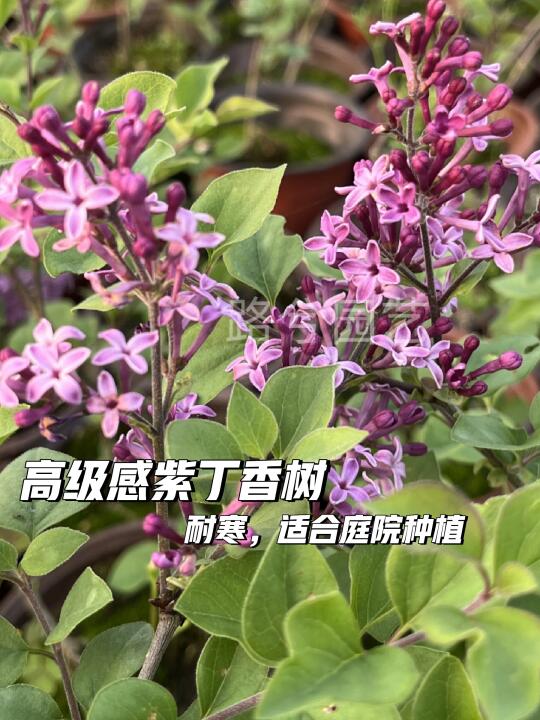 紫丁香树，法式小香风🌸