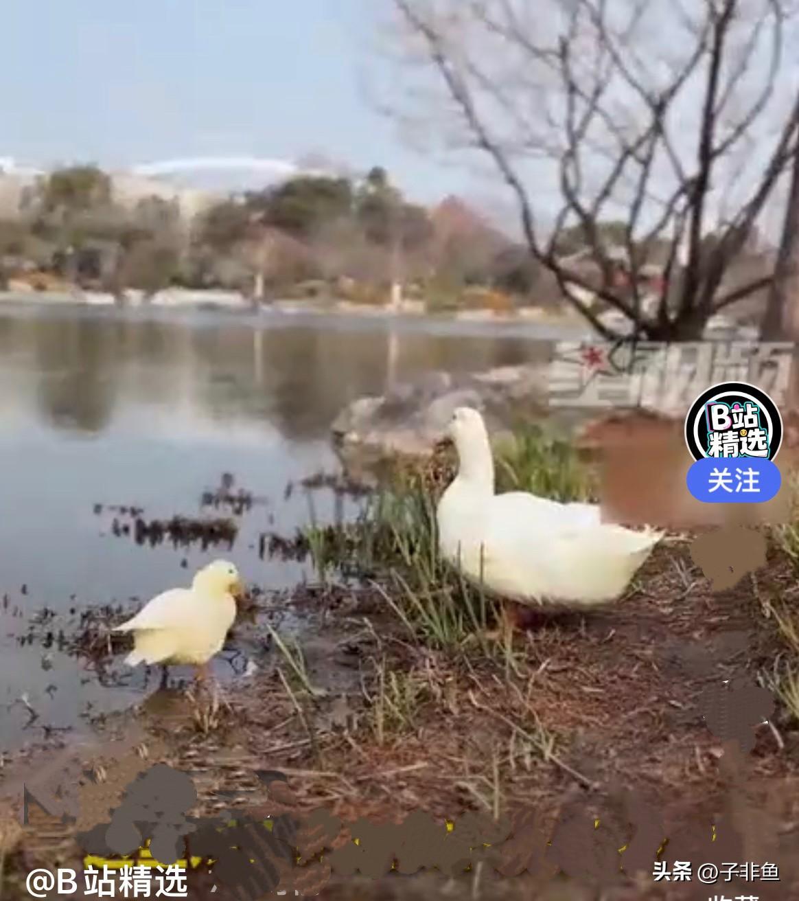 春节期间，上海刘女士一家四口带着猫、狗宠物回老家了，可有两只宠物鸭子实在带不了了