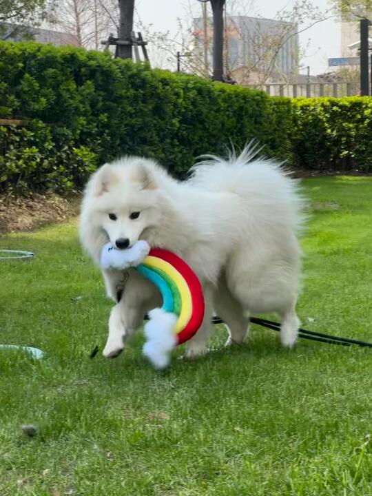 送给小狗彩虹🌈让小狗每天开心