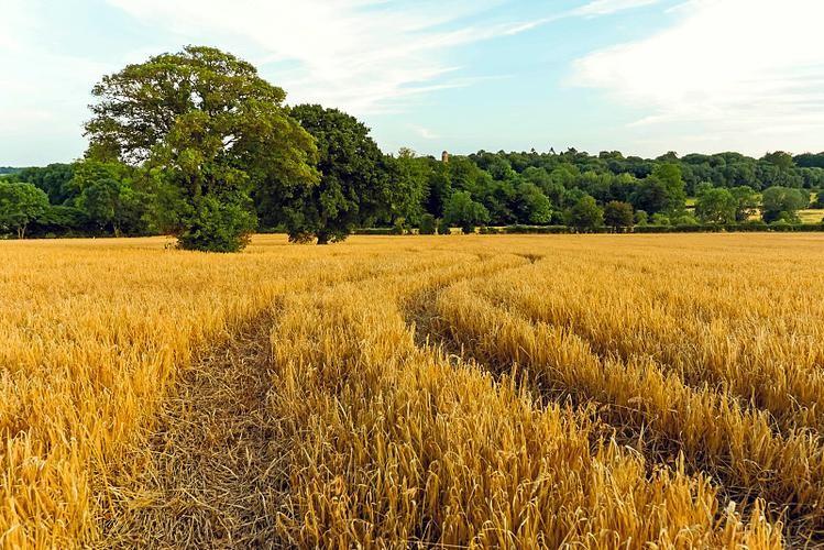 为什么英国，荷兰等国地狭人稠，却不关心粮食安全，也没有耕地红线，还把大量土地种植