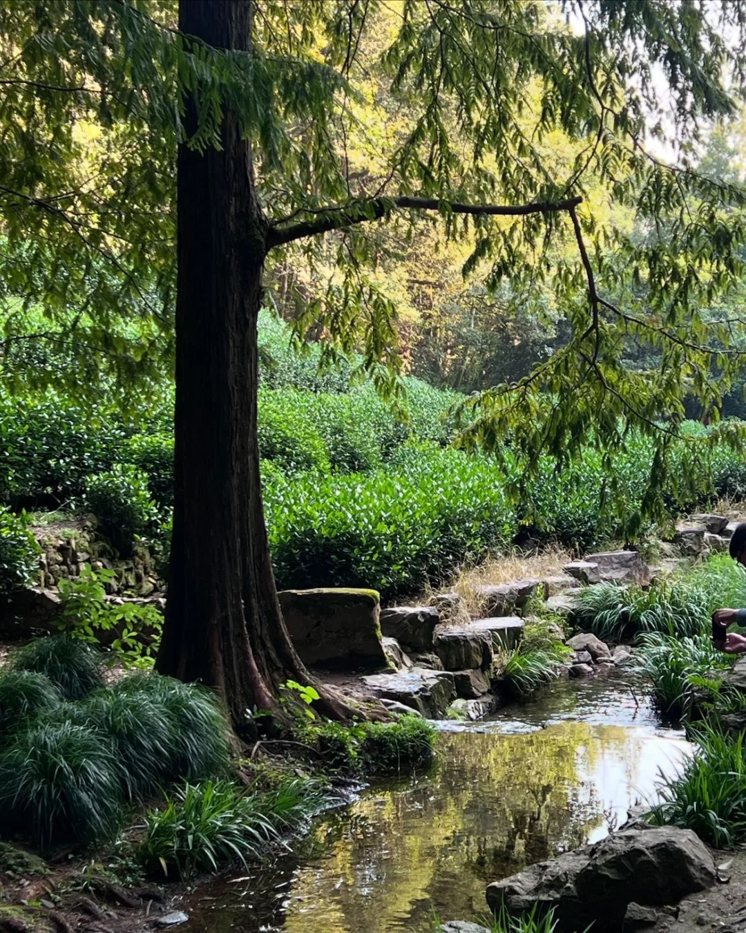 爬山啦 🌳🌵🦟⛰️