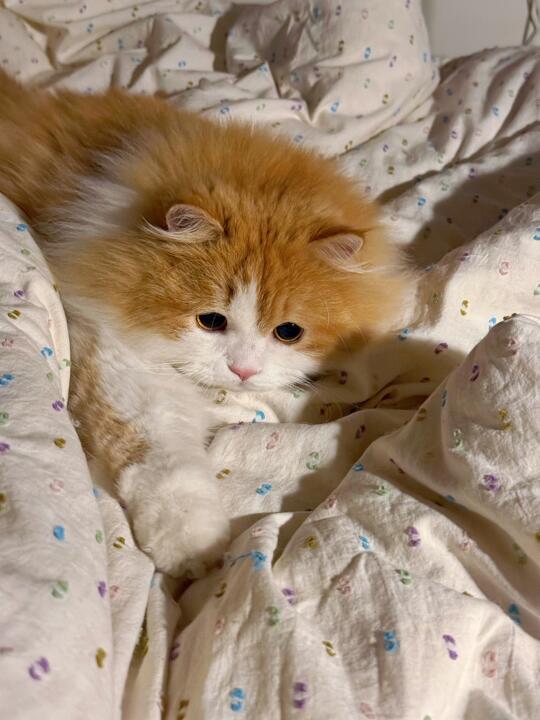 人 咪有心树
