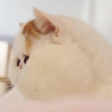 超爱脆脆