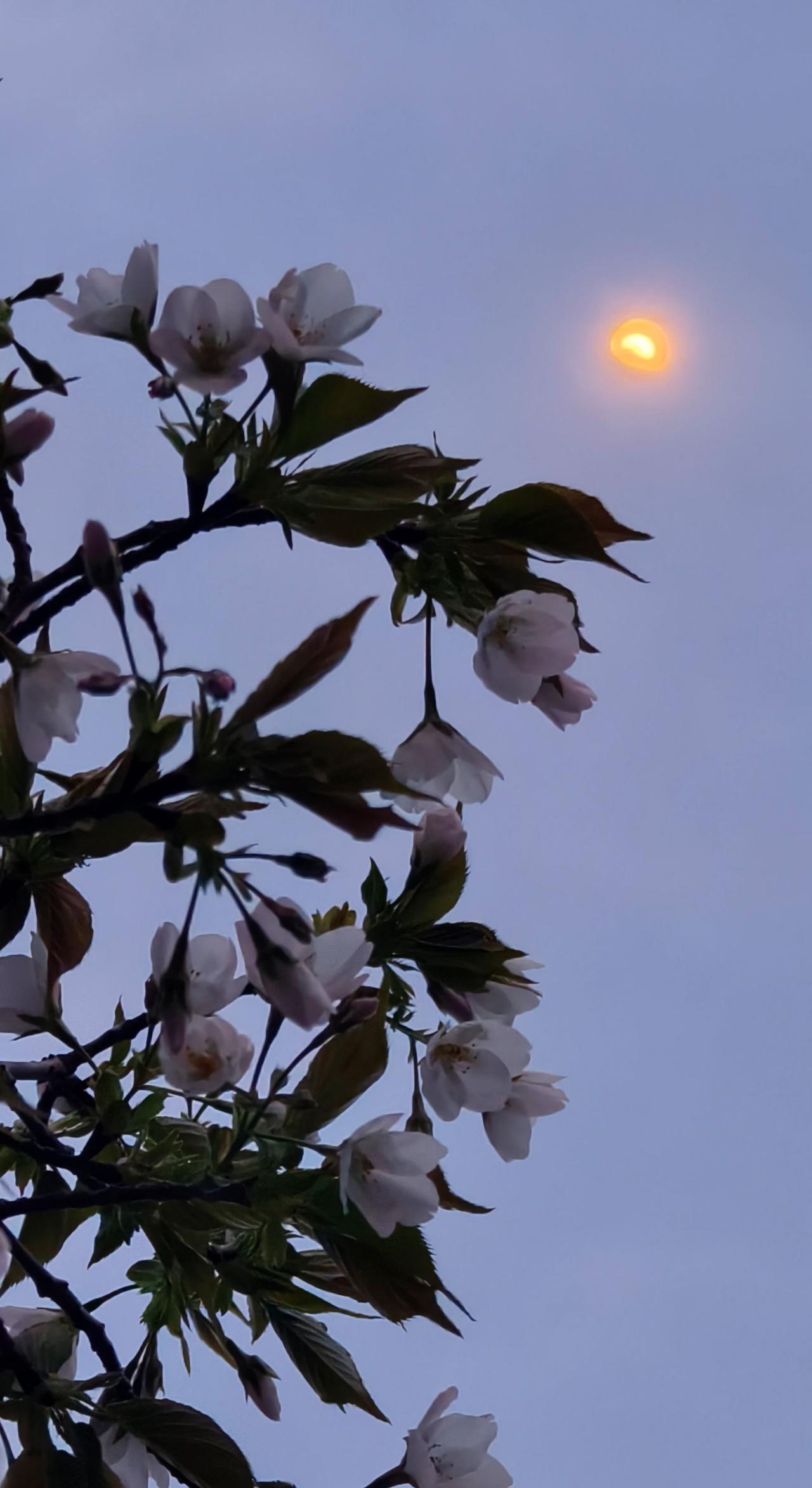 月下花树 白色樱花 月光下的花树