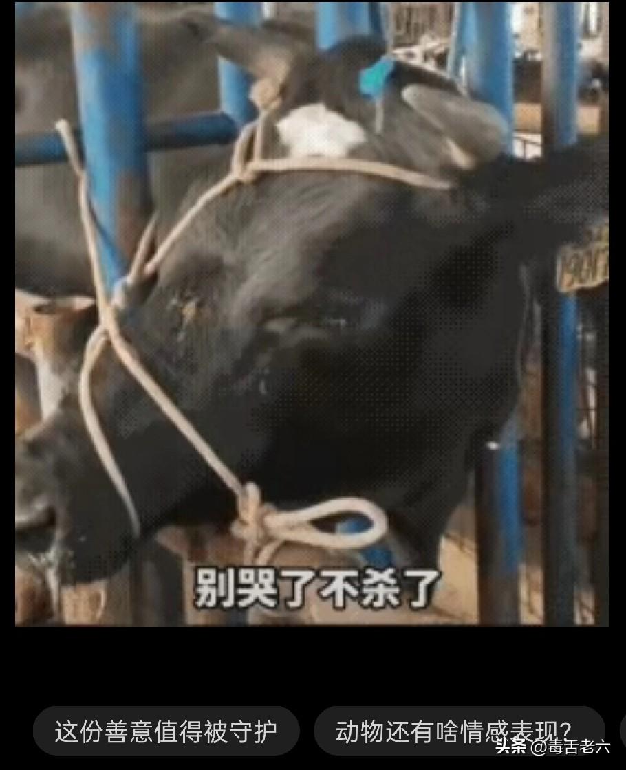 万物皆有灵！黑牛知道自己要被屠宰了，放弃了挣扎，默默地留下了伤心无助的眼泪，主人
