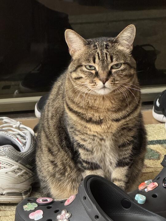 狸花猫｜讨不到小鱼干的臭脸怪