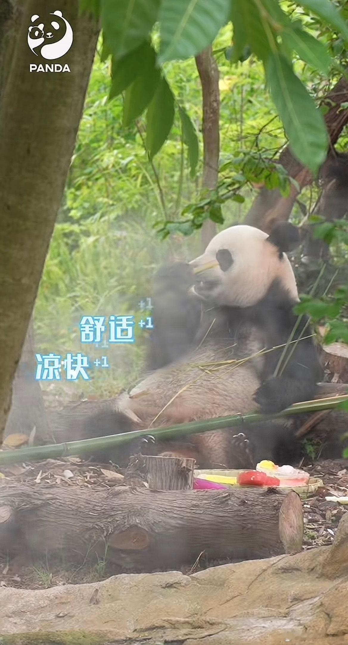 大熊猫艾玖  6.5玖妹和她的生日蛋糕。玖玖，生日快乐啊（cr：成都大熊猫繁育研