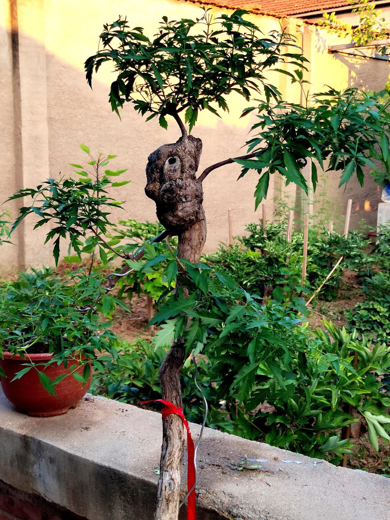 精品盆景欣赏