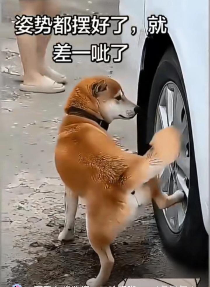 开开脑洞: 对付小狗呲尿轮胎，为什么没有车厂研发出给轮胎钢圈通上36伏安全电压的